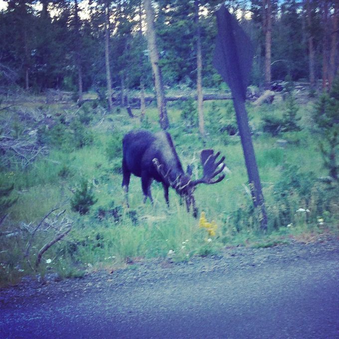 Moose on the side of the road - Grand Lake, CO