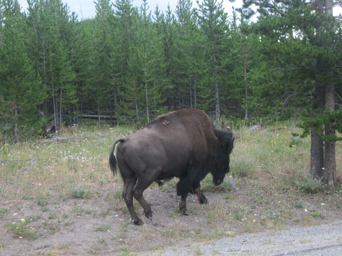 Bison just walking on the side of the road